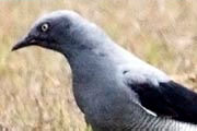 Ground Cuckoo-shrike (Coracina maxima)